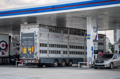 Transport se zvířaty z EU na turecké benzínce - Nevinné oběti